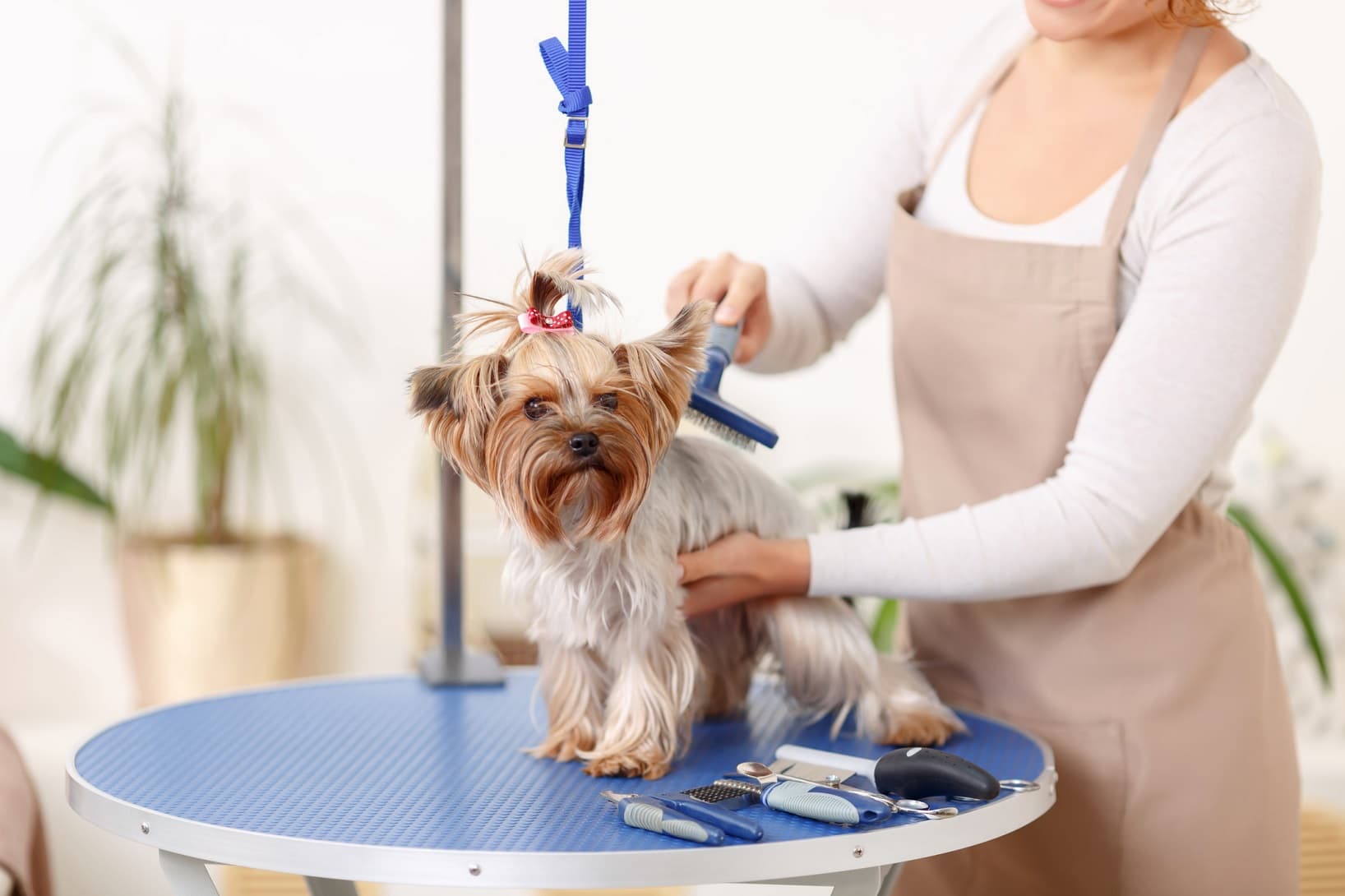 Hundesalon darf trotz Corona-Pandemie öffnen - WEKA