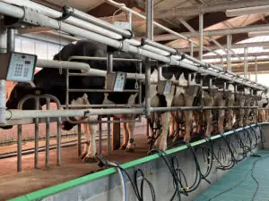 In landwirtschaftlichen Betrieben herrschen besondere Umgebungsbedingungen, die eine Herausforderung für die Elektrosicherheit darstellen.