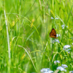 Schmetterling auf Weide