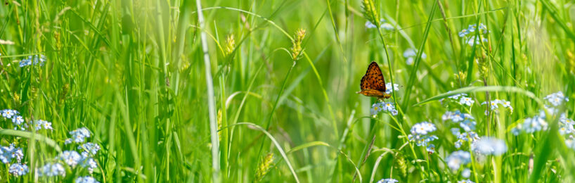 Schmetterling auf Weide