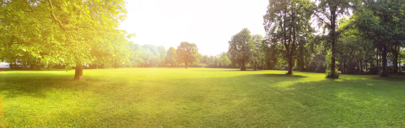 Sonne scheint in Park mit alten Bäumen